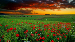 Red flowers cloudy sky sunset 3 - cloudy free wallpaper