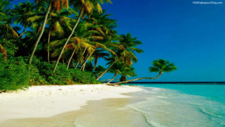 Beach palm trees white sand - a clear blue sky in the background free wallpaper