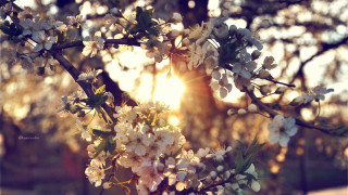 Tree white flowers sunlight blurry - white flower free wallpaper