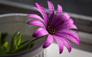 Purple flower butterfly bug macro - a purple flower free wallpaper