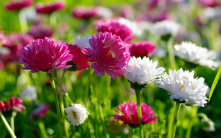 Field flowers pink white green - a field of flowers free wallpaper