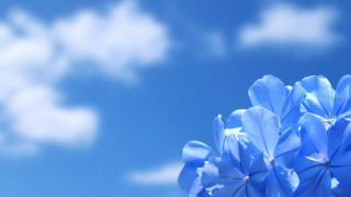 Blue flower blue sky clouds - blue sky free wallpaper