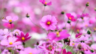 Pink flowers bee center field - a bee free wallpaper