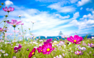 Purple flowers blue sky clouds - a blue sky in the background free wallpaper for desktop