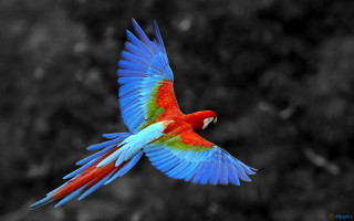 Colorful bird flying wings spread 5 - colorful free wallpaper