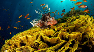 Lionfish coral reef ocean fish 5 - other fish free wallpaper