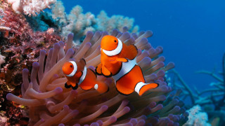 Orange white clownfish swimming anemone - amano free wallpaper