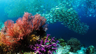 Fish coral reef ocean school - a large group of fish swimming over a coral reef in the ocean free wallpaper