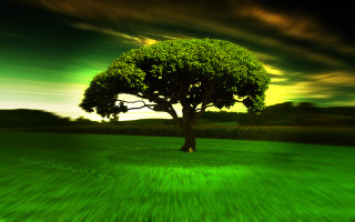 Tree field green sky green - a green grass field free wallpaper