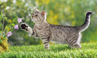 Cat standing hind legs grass 2 - its hind leg free wallpaper