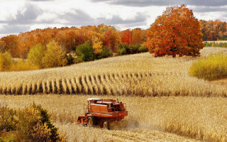 Tractor driving field corn autumn - a tractor free wallpaper