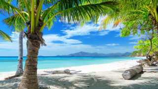 Beach palm tree clouds white - a log on free wallpaper