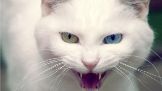 White cat mouth open tongue 3 - its mouth open free wallpaper