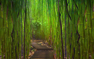 Bamboo forest path trees plants - adobe lightroom free wallpaper