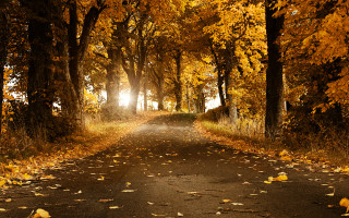 Road trees leaves ground nature 2 - a bunch of trees free wallpaper
