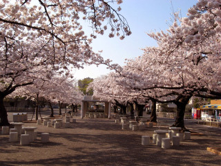 Park benches trees pink flowers - a park free wallpaper