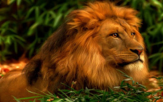 Lion grass bush leaves depth - naturalism free wallpaper