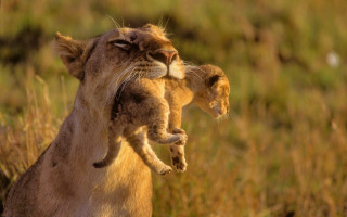 Lion cub holding mother tall - naturalism free wallpaper