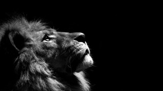 Lion looking up side black - its head free wallpaper