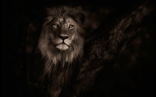Lion dark forest tree branch - a tree branch in front free wallpaper