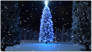 Christmas tree lit snowy forest - the ground and trees free wallpaper