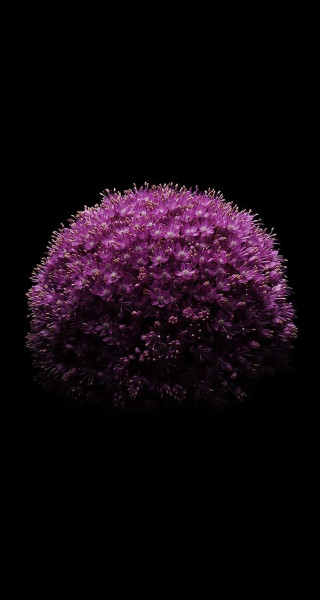 Purple flower black background reflection 2 - against a black background free wallpaper
