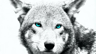Wolf blue eyes black white - caspar wolf free wallpaper
