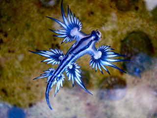 Blue white lizard rock grass - rock and water free wallpaper