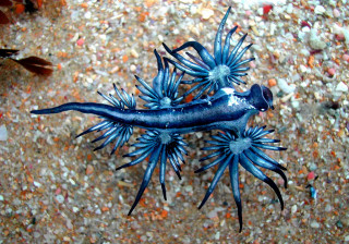 Blue sea slug sandy beach - free nature wallpaper