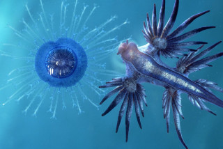 Jellyfish couple swimming ocean water - free animals wallpaper
