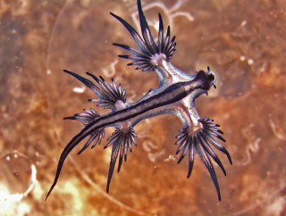 Close up small animal underwater - an illustration of free wallpaper