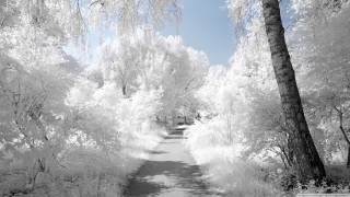Black white path park trees - tonalism free wallpaper