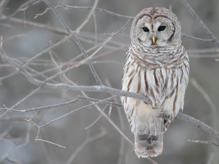 Barred owl perched forest no - a tree branch in a forest free wallpaper