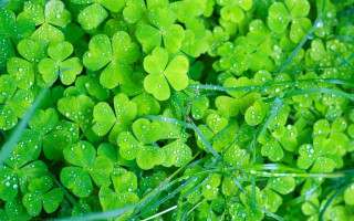 Clover closeup water droplets grass - a close up of a bunch free wallpaper