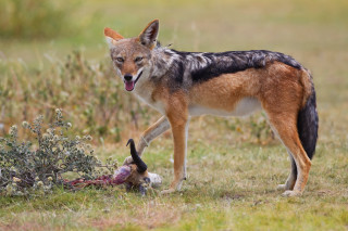 Wolf dog field dead animal - elke vogelsang free wallpaper