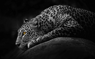 Leopard yellow eyes rock dark - a yellow eye free wallpaper
