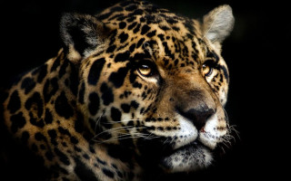 Leopard closeup black background face - a close up of a leopards face free wallpaper