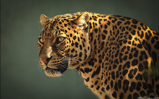 Leopard closeup green black background - a green background behind free wallpaper