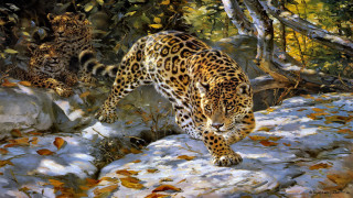 Leopard walking rock woods leaves - brothers hildebrandt free wallpaper