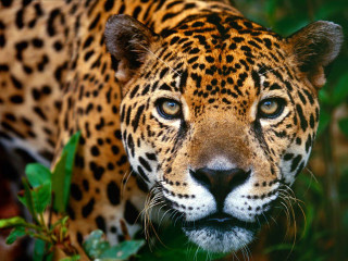 Leopard closeup grass plants blurry - a blurry background of leaves free wallpaper