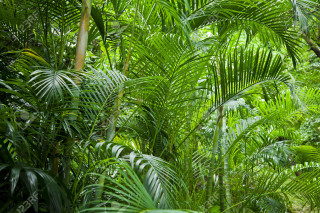 Lush green forest trees plants - a lush green forest free wallpaper