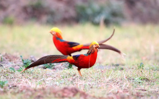 Two birds standing in grass - an zhengwen free wallpaper