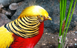 Colorful bird yellow red plant - male free wallpaper