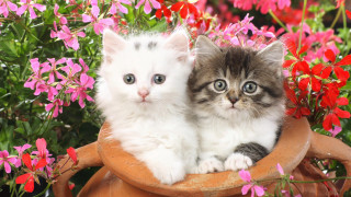 Kittens in pot of flowers - one cat free wallpaper