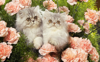 Cats bouquet flowers looking camera - a bouquet of flowers free wallpaper