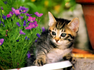 Kitten flower pot planter purple - a planter free wallpaper