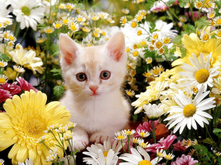 Kitten field flowers blue eye - a kitten free wallpaper