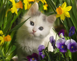 Kitten surprised field flowers looking - a kitten free wallpaper