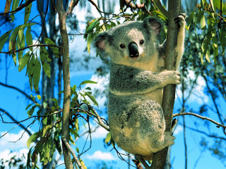 Koala sitting tree head branch - aloysius okelly free wallpaper