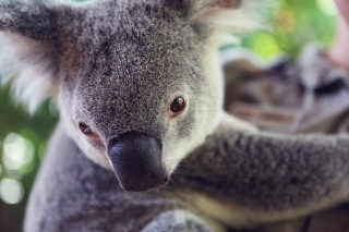 Koala sitting tree branch blurry - aloysius okelly free wallpaper
